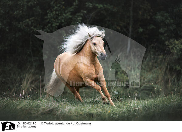 Shetlandpony / Shetlandpony / JQ-02170