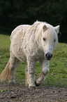 Shetland Pony