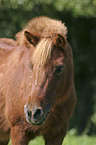 Shetland Pony Portrait