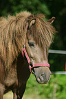 Shetlandypony Portrait