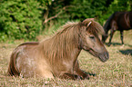 ruhendes Shetlandpony