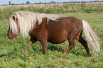 trabendes Shetland Pony