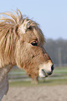 Shetland Pony