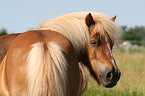 Shetlandpony