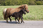 trabende Shetland Ponys