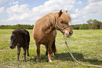 Shetland Ponys