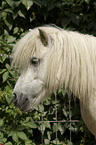 Shetlandpony Portrait