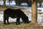 Shetland Pony