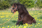 sitzendes Shetland Pony