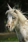 Shetland Pony Portrait