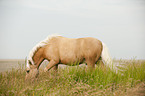 grasendes Shetland Pony