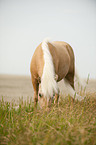 grasendes Shetland Pony