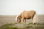 grasendes Shetland Pony