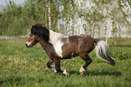 rennendes Shetland Pony