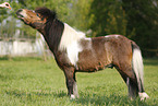 Shetland Pony auf der Weide