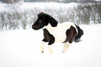 Shetlandpony rennt durch den Schnee