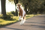 Trabendes Shetland Pony