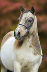 Shetlandpony Portrait