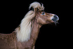 Shetlandpony Portrait