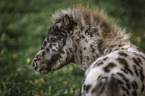 Shetland Pony Portrait