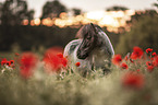 Shetland Pony im Mohnfeld
