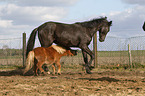 2 Pferde