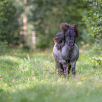 Shetland Pony im Sommer