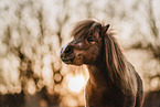 Shetland Pony im Abendlicht