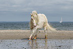 Shetland Pony am Strand