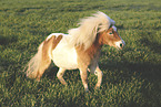 Shetland Pony Schecke