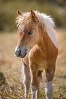 junges Shetland Pony