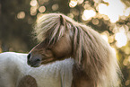 Shetland Pony Wallach