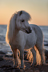 Shetland Pony