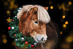 Shetlandpony