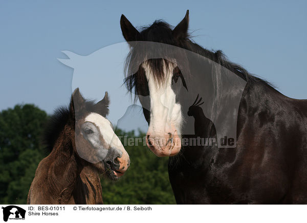 Shire Horses / Shire Horses / BES-01011