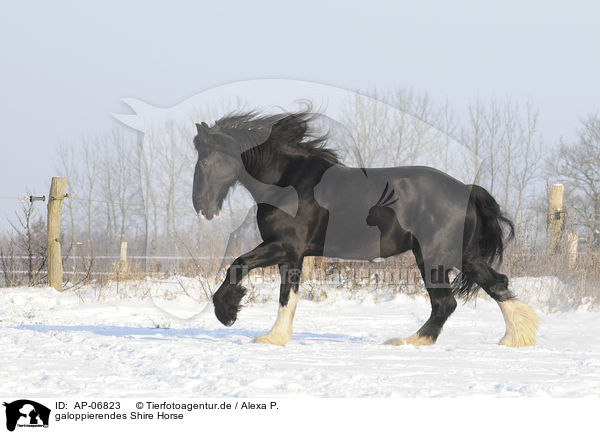 galoppierendes Shire Horse / galloping Shire Horse / AP-06823