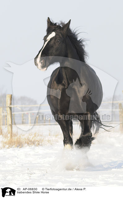trabendes Shire Horse / trotting Shire Horse / AP-06830