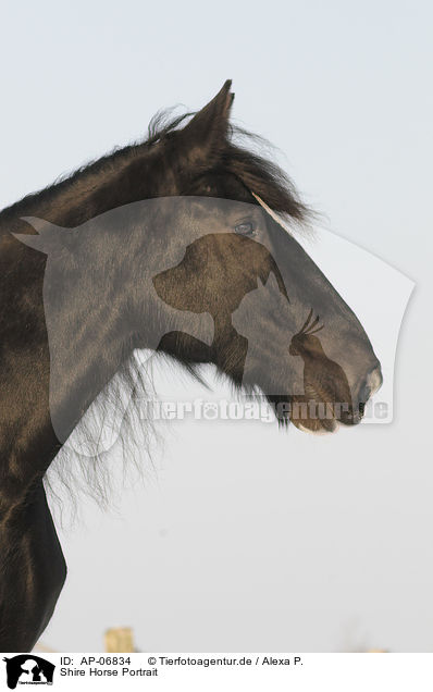 Shire Horse Portrait / Shire Horse Portrait / AP-06834