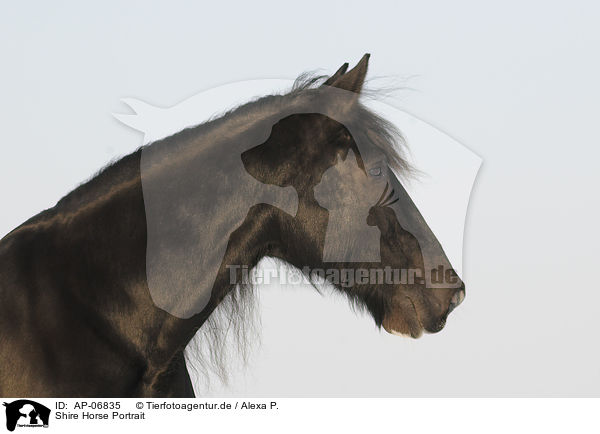 Shire Horse Portrait / Shire Horse Portrait / AP-06835