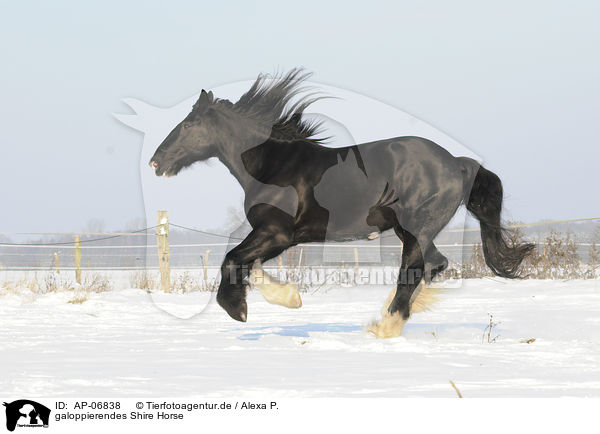 galoppierendes Shire Horse / galloping Shire Horse / AP-06838
