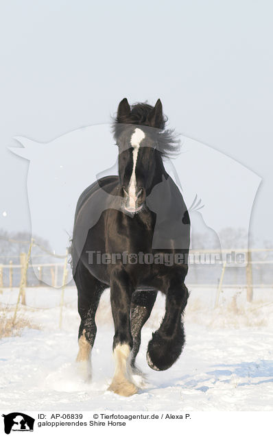 galoppierendes Shire Horse / galloping Shire Horse / AP-06839