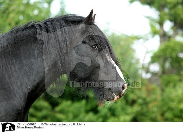 Shire Horse Portrait / Shire Horse Portrait / KL-06980