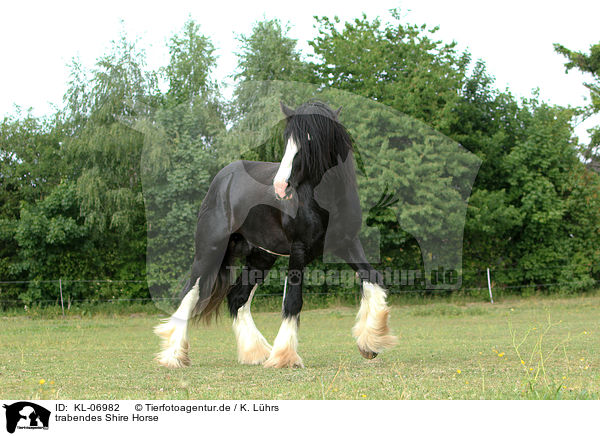 trabendes Shire Horse / KL-06982