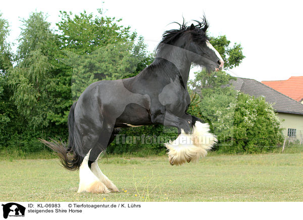 steigendes Shire Horse / KL-06983