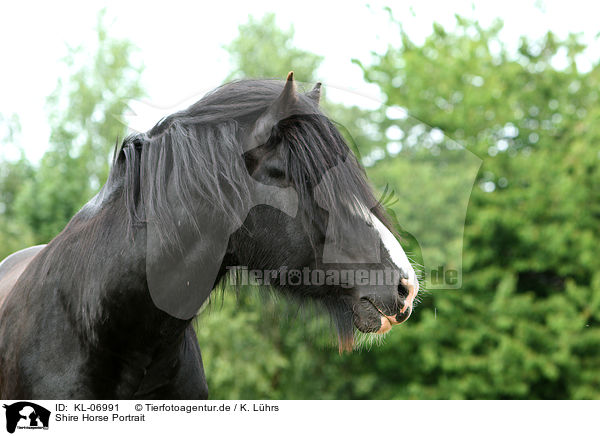 Shire Horse Portrait / Shire Horse Portrait / KL-06991
