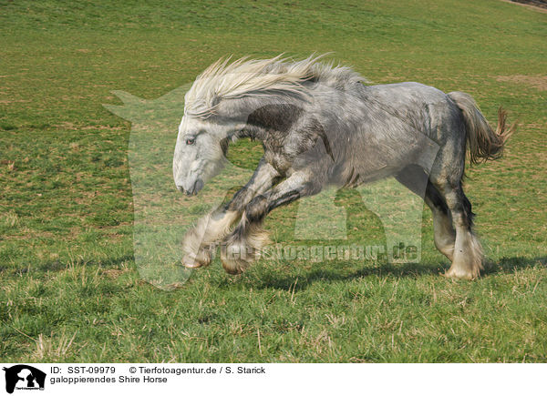 galoppierendes Shire Horse / galloping Shire Horse / SST-09979