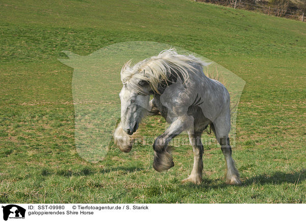 galoppierendes Shire Horse / galloping Shire Horse / SST-09980