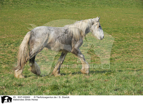 trabendes Shire Horse / SST-09982