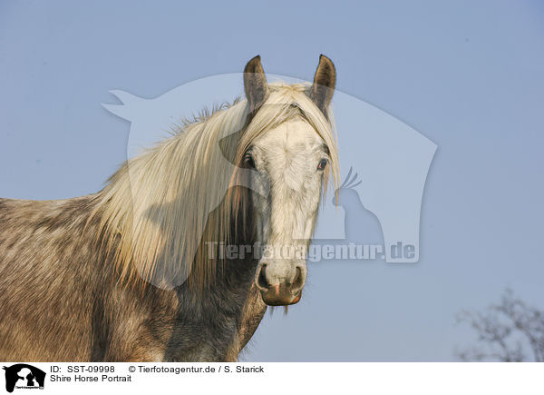 Shire Horse Portrait / SST-09998