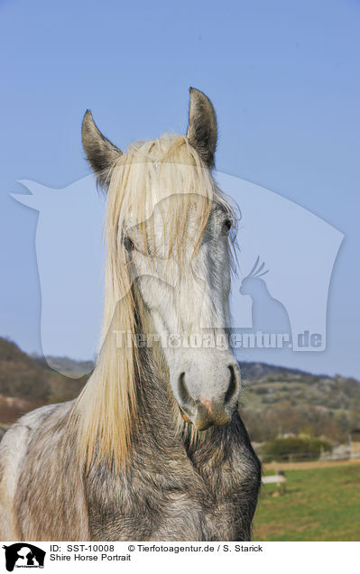 Shire Horse Portrait / Shire Horse Portrait / SST-10008